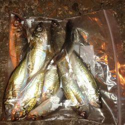 アジング釣行記