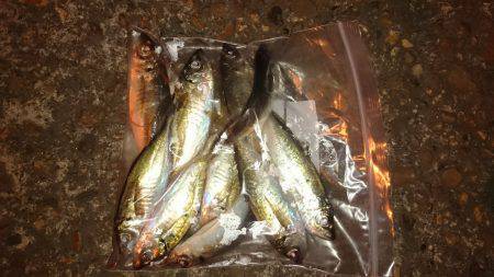 アジング釣行記