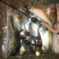 アジング釣行記