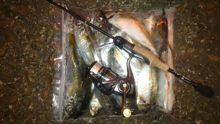 アジング釣行記