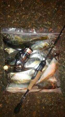 アジング釣行記