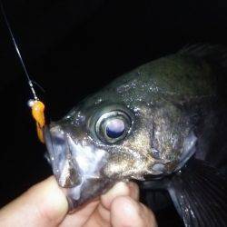 軽量JHで良型メバル!