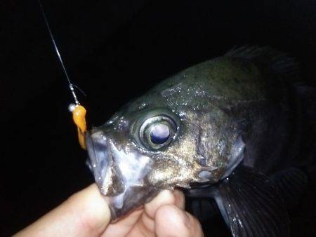 軽量JHで良型メバル!