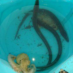 豆アジの唐揚げが食べたくて