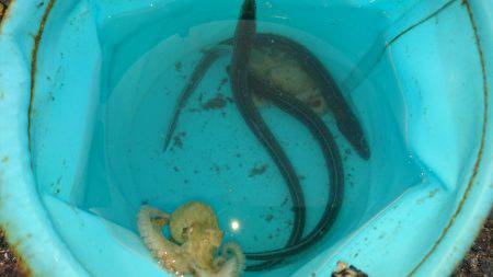 豆アジの唐揚げが食べたくて