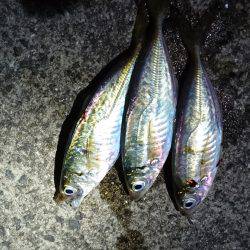 ゴールデンウィークのアジ