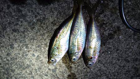 ゴールデンウィークのアジ