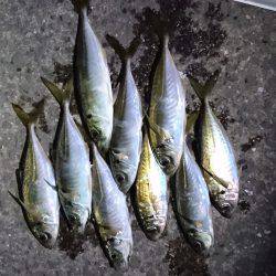 雨までのアジング