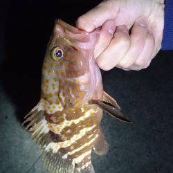 今年のタチウオ