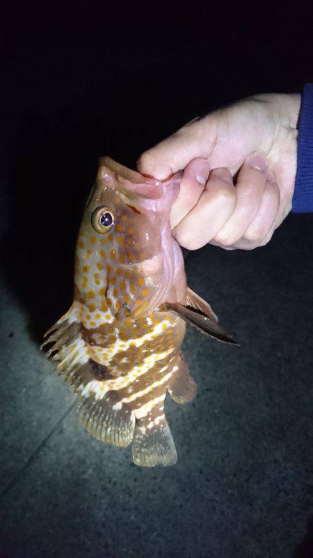 今年のタチウオ