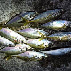 おみあげアジング