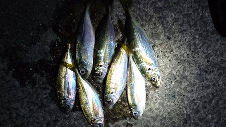 七ひきだけのアジ