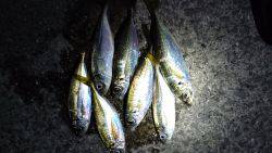 七ひきだけのアジ