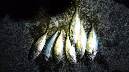 いつまでもアジング