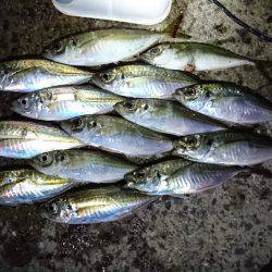 0.2号のアジング