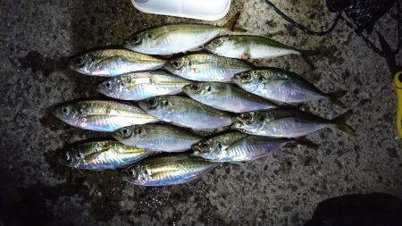 0.2号のアジング