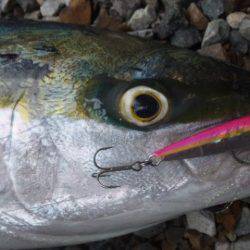 ショアジギング釣行