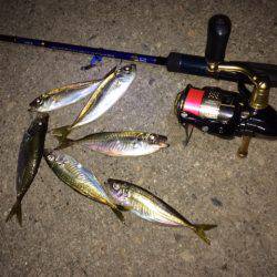 アジング、いまいち・・・。