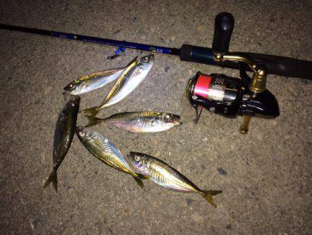 アジング、いまいち・・・。