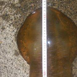 今季春アオリイカゲット