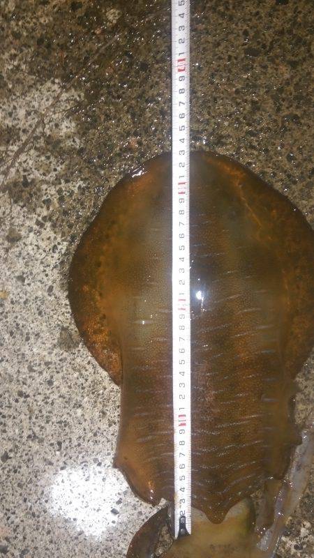 今季春アオリイカゲット