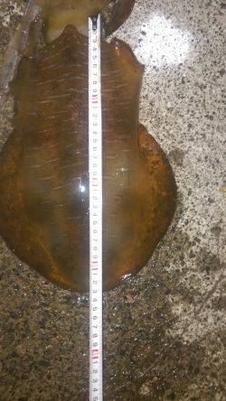 今季春アオリイカゲット