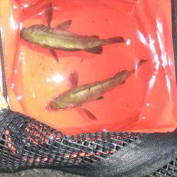 ロッドの入魂式