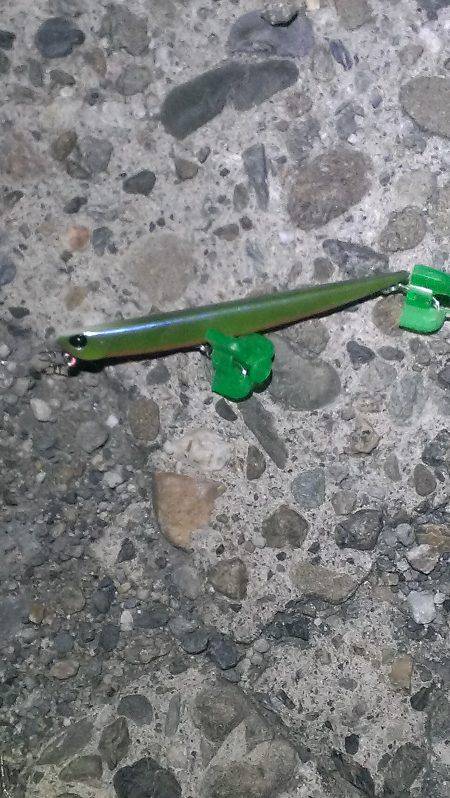 １匹ですが釣れました。