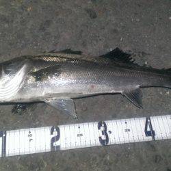 ボイルが有るのにアタリ無し