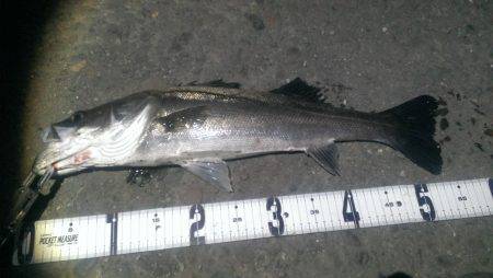 ボイルが有るのにアタリ無し