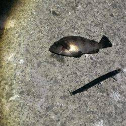 まだバチ抜けいける？