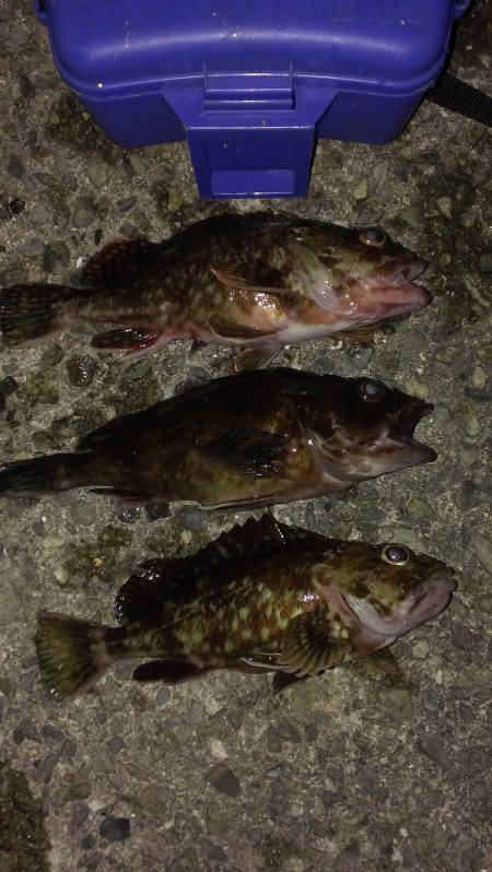 ガシラに癒されて