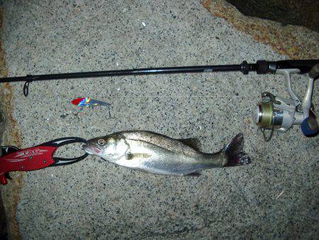 ｼｰﾊﾞｽ修行