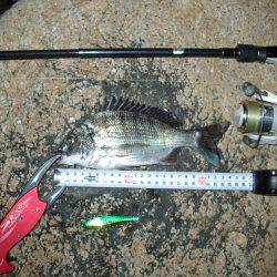 ｼｰﾊﾞｽ修行