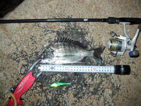 ｼｰﾊﾞｽ修行