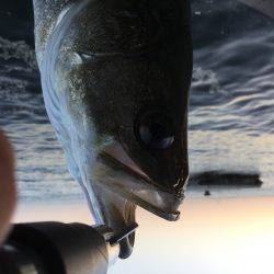 ＧＷ連続釣行！