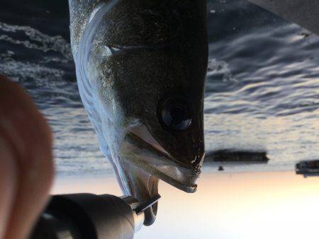 ＧＷ連続釣行！