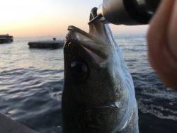 ＧＷ連続釣行！