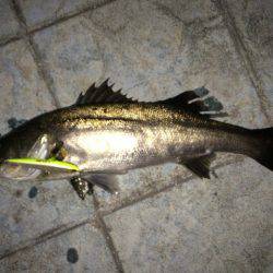 久々にホーム湾奥で釣果