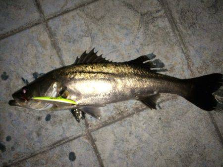 久々にホーム湾奥で釣果