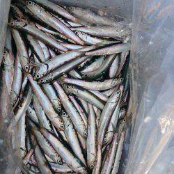 サビキシーズン到来!