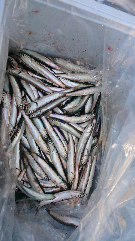 サビキシーズン到来！