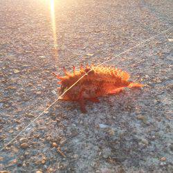 防波堤でガシラ