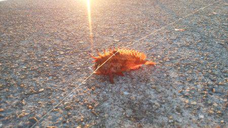 防波堤でガシラ