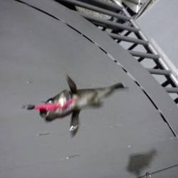 ライトリグ遊び