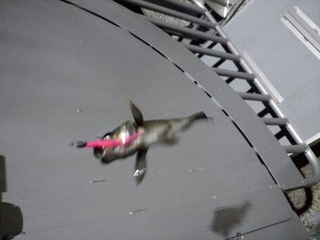 ライトリグ遊び