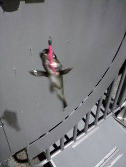 ライトリグ遊び