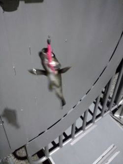 ライトリグ遊び