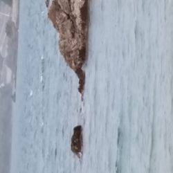 ファミリーフィッシング