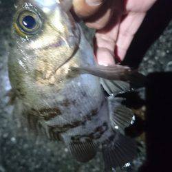 雨上がりのメバリング